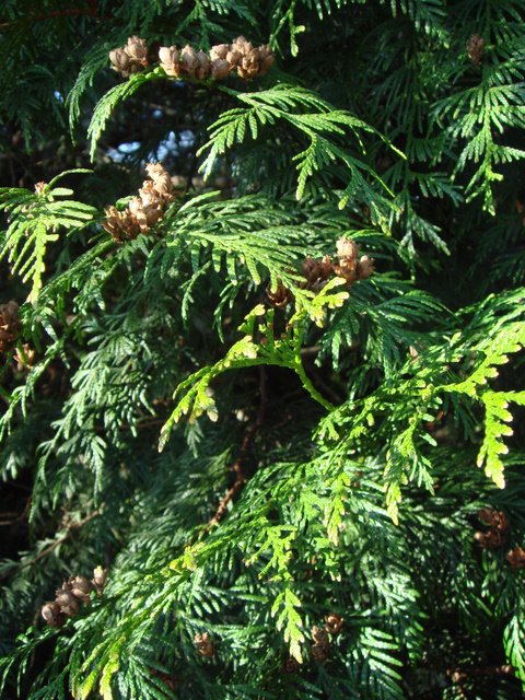 Thuja plicata rameau